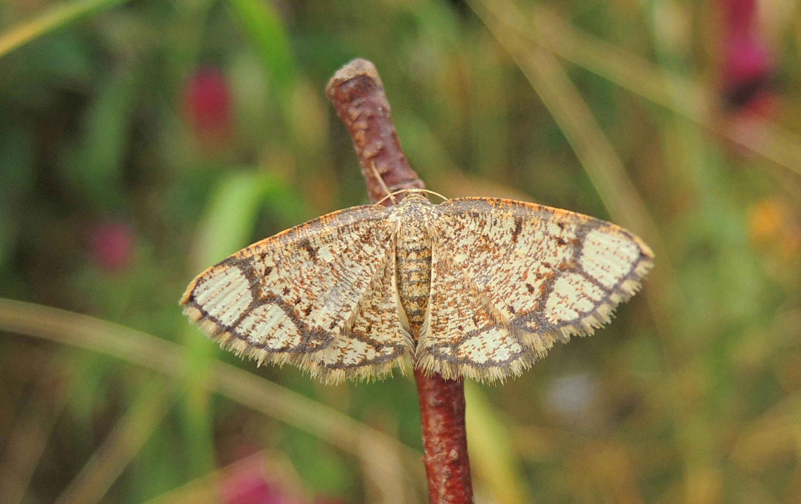 Insecten, Nachtvlinders, zoomvlekspanner Dan Slootmaekers Belgie.jpg